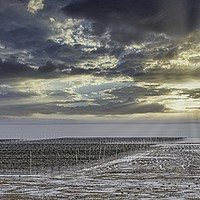 Buy canvas prints of OYSTER BEDS WHITSTABLE by Tony Sharp LRPS CPAGB