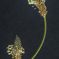 Buy canvas prints of RIBWORT PLANTAIN STEMS by Tony Sharp LRPS CPAGB