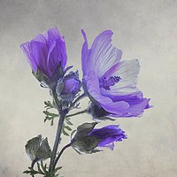 Buy canvas prints of BLUE FLOWER OF WILD GERANIUM by Tony Sharp LRPS CPAGB