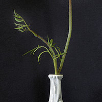 Buy canvas prints of WILD CARROT FLOWER STEM IN CLAY VASE by Tony Sharp LRPS CPAGB
