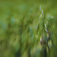 Buy canvas prints of OATS AMONG THE BARLEY by Tony Sharp LRPS CPAGB