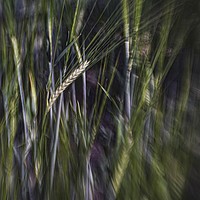 Buy canvas prints of FIELD OF BARLEY by Tony Sharp LRPS CPAGB