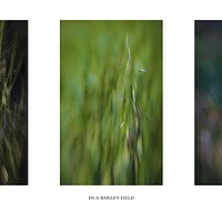 Buy canvas prints of IN A BARLEY FIELD TRIPTYCH  by Tony Sharp LRPS CPAGB