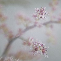 Buy canvas prints of JAPANESE ASTILBE BLOOMS by Tony Sharp LRPS CPAGB