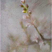 Buy canvas prints of DELICATE BLOOMS by Tony Sharp LRPS CPAGB