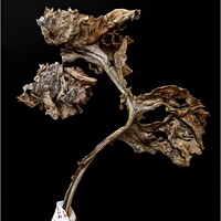 Buy canvas prints of DRIED SEA KALE LEAF IN A CONE SEASHELL by Tony Sharp LRPS CPAGB