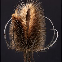 Buy canvas prints of THE SIMPLE TEASEL by Tony Sharp LRPS CPAGB