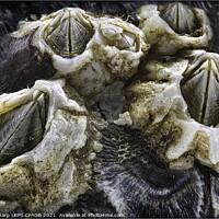 Buy canvas prints of BARNACLES ON MUSSEL SHELL by Tony Sharp LRPS CPAGB