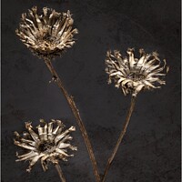 Buy canvas prints of 3 DRIED FLOWERS AGAINST TEXTURED BACKGROUND by Tony Sharp LRPS CPAGB