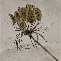 Buy canvas prints of COW PARSLEY SEED HEAD ON TEXTURED BACKGROUND by Tony Sharp LRPS CPAGB
