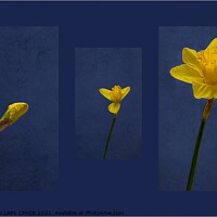 Buy canvas prints of FROM BUD TO BLOOM by Tony Sharp LRPS CPAGB