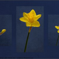 Buy canvas prints of DAFFODIL - FROM BUD TO BLOOM by Tony Sharp LRPS CPAGB