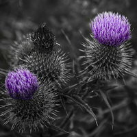 Buy canvas prints of Thistles by Kevin Dalziel