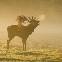Buy canvas prints of  Morning Mist Deer by Alison Jenkins