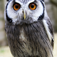 Buy canvas prints of  It's Rude to Stare - White Faced Owl by Alison Jenkins