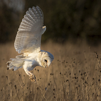 Buy canvas prints of  Hunting Barn Owl by Alison Jenkins