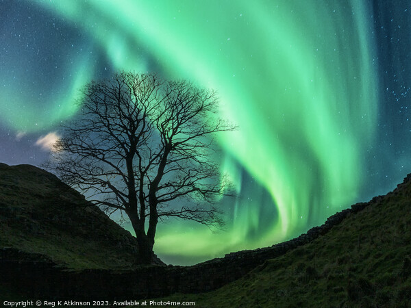 Sycamore Gap and Aurora Picture Board by Reg K Atkinson