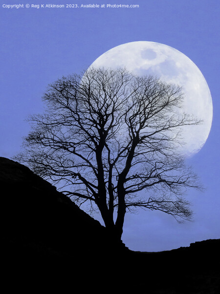 Sycamore Gap Supermoon Picture Board by Reg K Atkinson