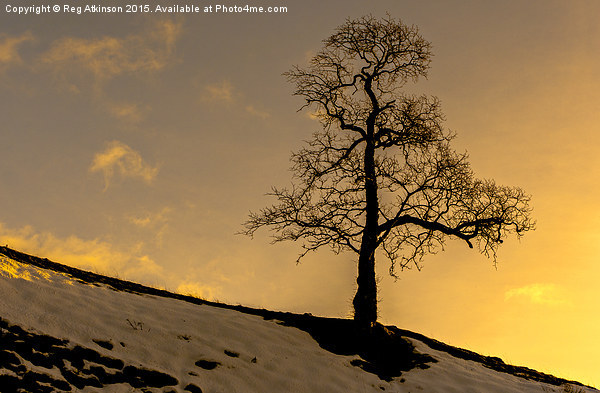  Alston Tree Sunset Picture Board by Reg K Atkinson
