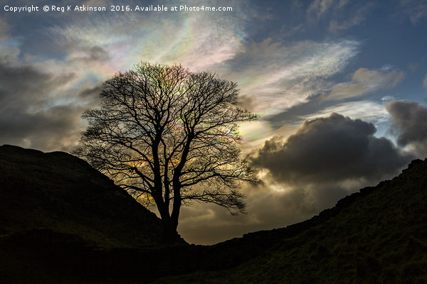 Sycamore Gap Silhouette Picture Board by Reg K Atkinson