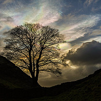Buy canvas prints of Sycamore Gap Silhouette by Reg K Atkinson