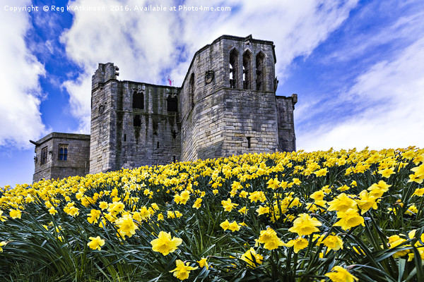 Spring at Warkworth Castle Picture Board by Reg K Atkinson