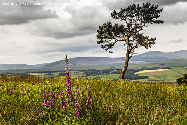 Lone Tree and Cheviots Picture Board by Reg K Atkinson