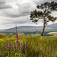 Buy canvas prints of Lone Tree and Cheviots by Reg K Atkinson