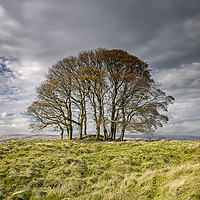 Buy canvas prints of Trees At Orton by Reg K Atkinson