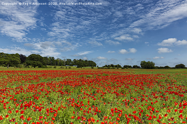 County Durham Poppies Picture Board by Reg K Atkinson