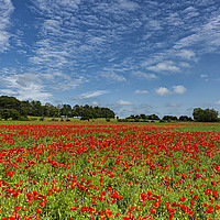 Buy canvas prints of County Durham Poppies by Reg K Atkinson