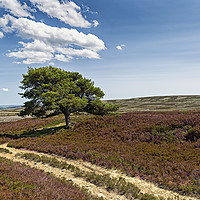 Buy canvas prints of Lone Pine - Burnhope Moor  by Reg K Atkinson