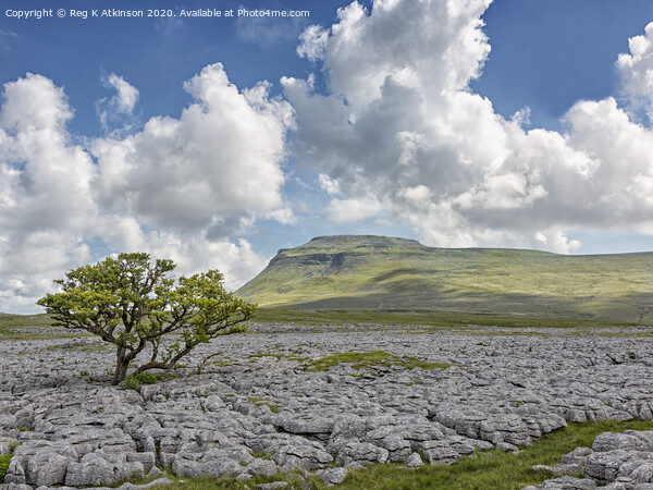 White Scars and Ingleborough Picture Board by Reg K Atkinson