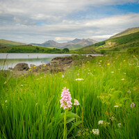 Buy canvas prints of Snowdonia wild Orchid by Lee Sutton