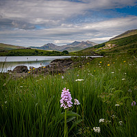 Buy canvas prints of wild flowers and mountains by Lee Sutton