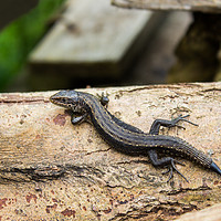 Buy canvas prints of Lounging Lizard 2 by Dave Fegan-Long