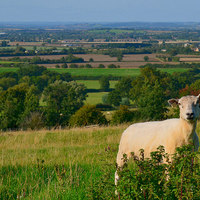 Buy canvas prints of  Sheep enjoying the view by Liam Green