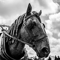 Buy canvas prints of Horse statue  by Steven Blanchard