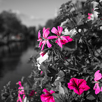 Buy canvas prints of Canal side flowers by Steven Blanchard
