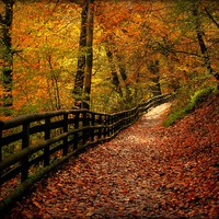 Buy canvas prints of  Autumn Path by Jamie Mitchell