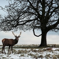 Buy canvas prints of  Richmond Park Deer by Jamie Mitchell
