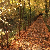 Buy canvas prints of  Autumn Walk by Jamie Mitchell