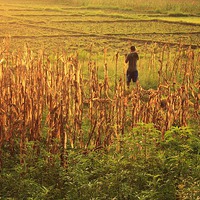 Buy canvas prints of  Fields of Gold by Jamie Mitchell