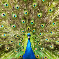 Buy canvas prints of Peacock Display by Ian Merton