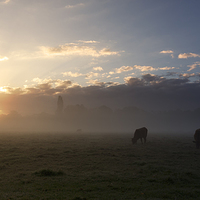 Buy canvas prints of  Cows In The Mist by Ian Merton
