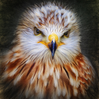 Buy canvas prints of Red Kite  by Ian Merton