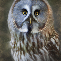 Buy canvas prints of  Grey Owl by Ian Merton
