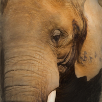 Buy canvas prints of  Elephant by Ian Merton