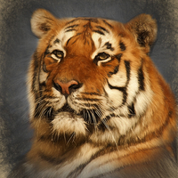Buy canvas prints of  Tiger by Ian Merton