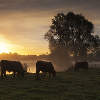 Buy canvas prints of  Early Grazing by Ian Merton